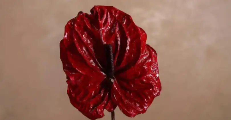 ETERNITY ANTHURIUM FLOWERS